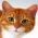 Zoek de kat  online