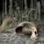 Samorost  online