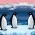 Pinguïns  online